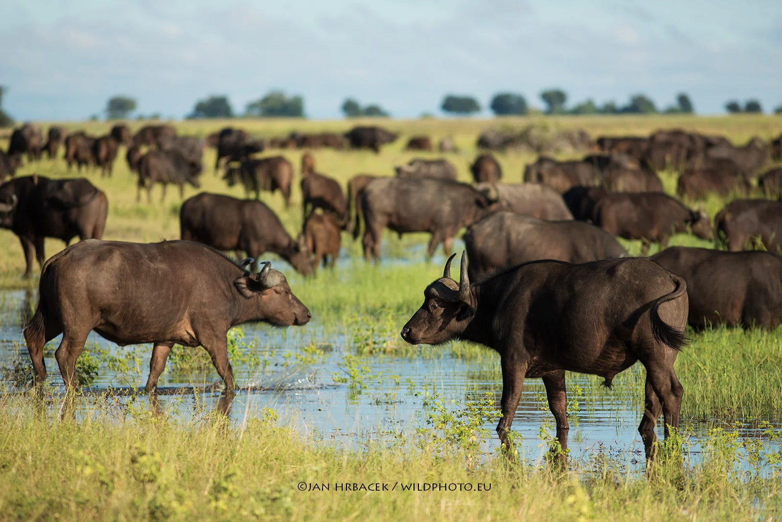 Chobe NP, Botswana